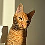 abyssinian, angora, animal, box, cat, kitten, manx, pet