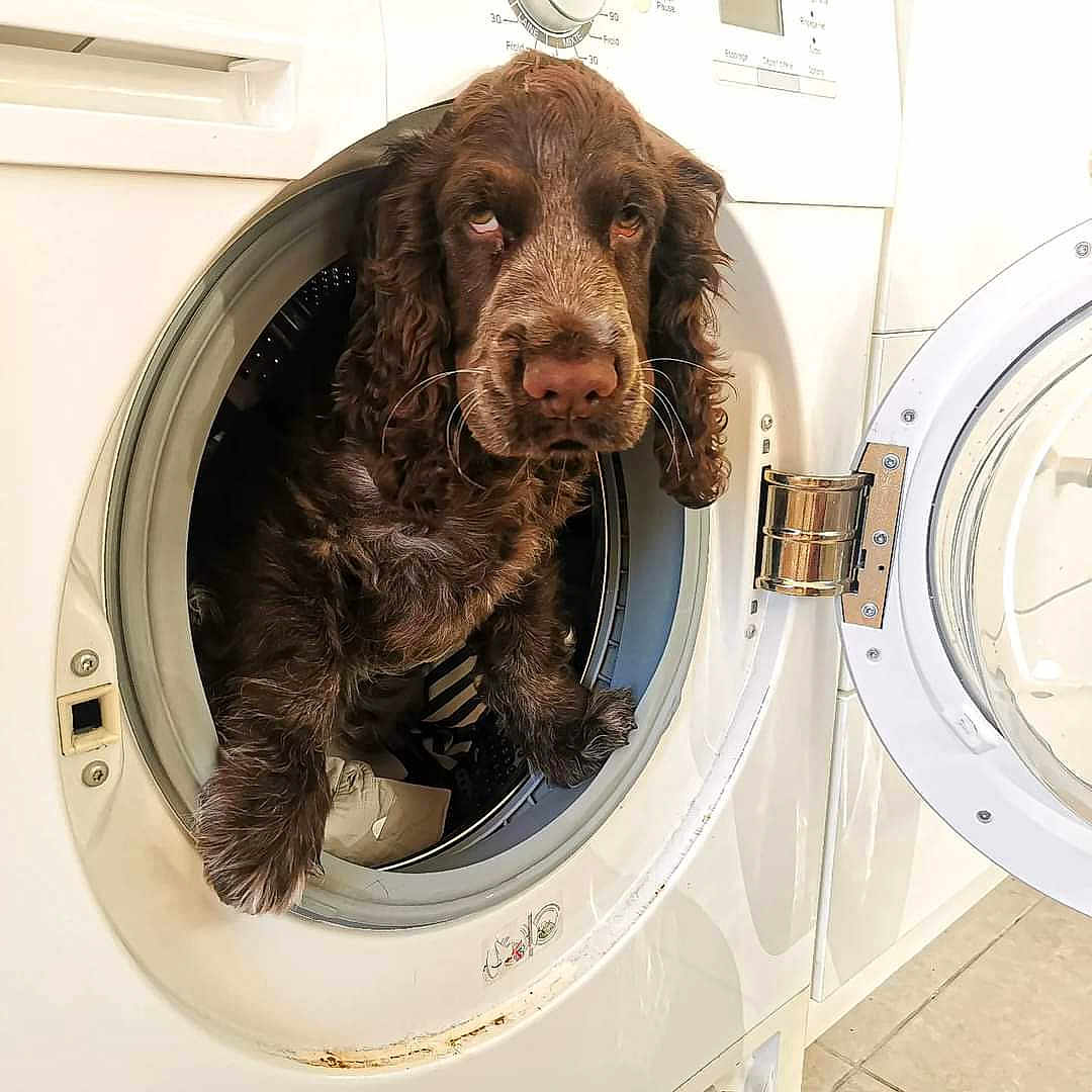 Voltaire a rejoint le concours — aidez-le/la à gagner de superbes lots ! animal, appliance, canine, cockerspaniel, device, dog, electricaldevice, laundry, pet, puppy, washer