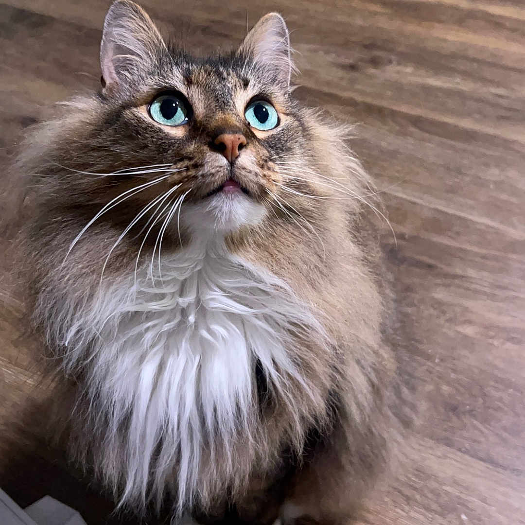 Pepper is registered to the contest to win money with this photo: abyssinian, angora, animal, cat, computer, electronics, hardwood, indoors, interiordesign, kitten, laptop, manx, pc, pet, plywood, siamese, stainedwood, wood