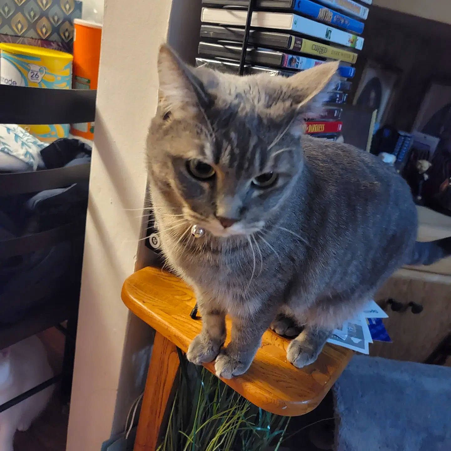 Hoot joined the competition — help win amazing prizes! bookcase, box, carnivore, cat, cat_supply, chair, comfort, domestic_short_haired_cat, felidae, fur, grey, plant, russian_blue, small_to_medium_sized_cats, snout, table, tail, whiskers, window, wood