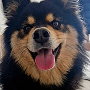 Vodka a rejoint le concours — aidez-le/la à gagner de superbes lots ! dog, tongue_out, fluffy, close_up, portrait, indoor, black_and_tan, ears, nose, happy, smiling, pet, muzzle, fur, whiskers, tongue, animal, domestic_animal, coat, expressive_eyes