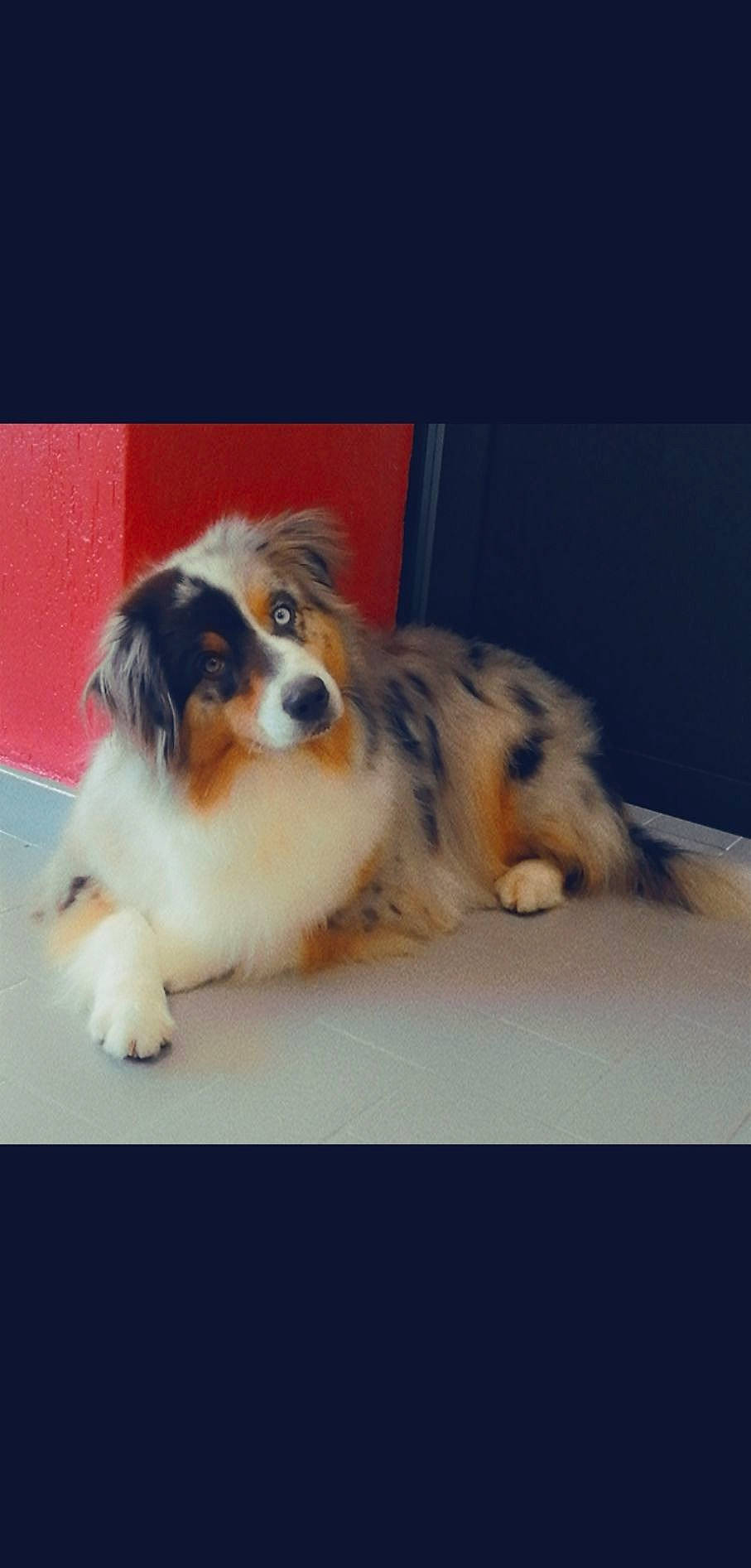 Nessy participe au concours pour gagner de l'argent avec cette photo : ancient_dog_breeds, canidae, carnivore, companion_dog, dog, dog_breed, fawn, fur, iris, liver, mammal, snout, sporting_group, whiskers, working_animal, working_dog