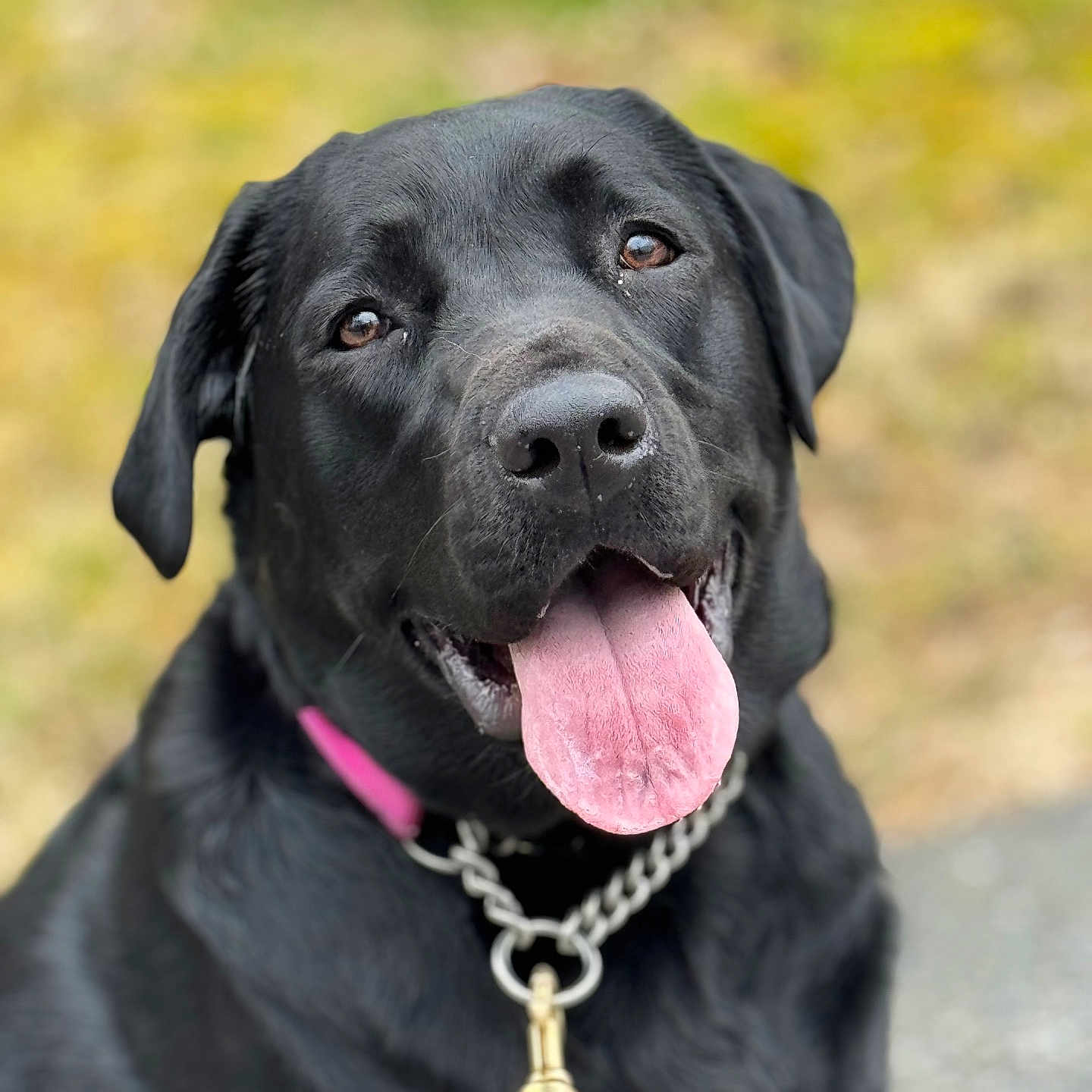 Bailey joined the competition — help win amazing prizes! accessories, animal, bodypart, bulldog, canine, collar, dog, hound, jewelry, labradorretriever, leash, mouth, necklace, person, pet, pointer, policedog, puppy, strap, tongue