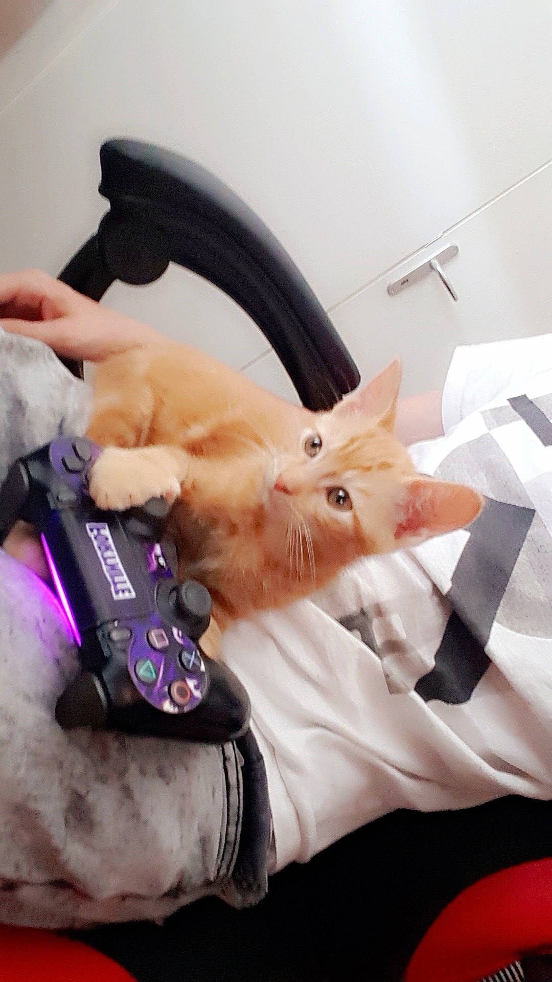 Myllo.et.chanel a rejoint le concours — aidez-le/la à gagner de superbes lots ! asian, carnivore, cat, colorpoint_shorthair, cornish_rex, ear, felidae, fur, kitten, small_to_medium_sized_cats, turkish_angora, whiskers