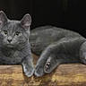 Viking Et Yoda participe au concours pour gagner de l'argent avec cette photo : abyssinian, angora, animal, blackcat, cat, egyptiancat, gray, indoors, interiordesign, kitten, manx, pet, snout, wood