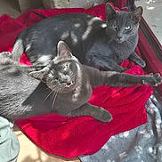 Yoda Et Viking participe au concours pour gagner de l'argent avec cette photo : cat, cats, gray_cat, pet, feline, two_animals, animal_portrait, lying_down, lounging, red_blanket, blanket, indoor, window, sunlight, shadows, wooden_floor, gray_fur, green_eyes, whiskers, relaxed