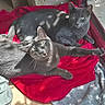 cat, cats, gray_cat, pet, feline, two_animals, animal_portrait, lying_down, lounging, red_blanket, blanket, indoor, window, sunlight, shadows, wooden_floor, gray_fur, green_eyes, whiskers, relaxed