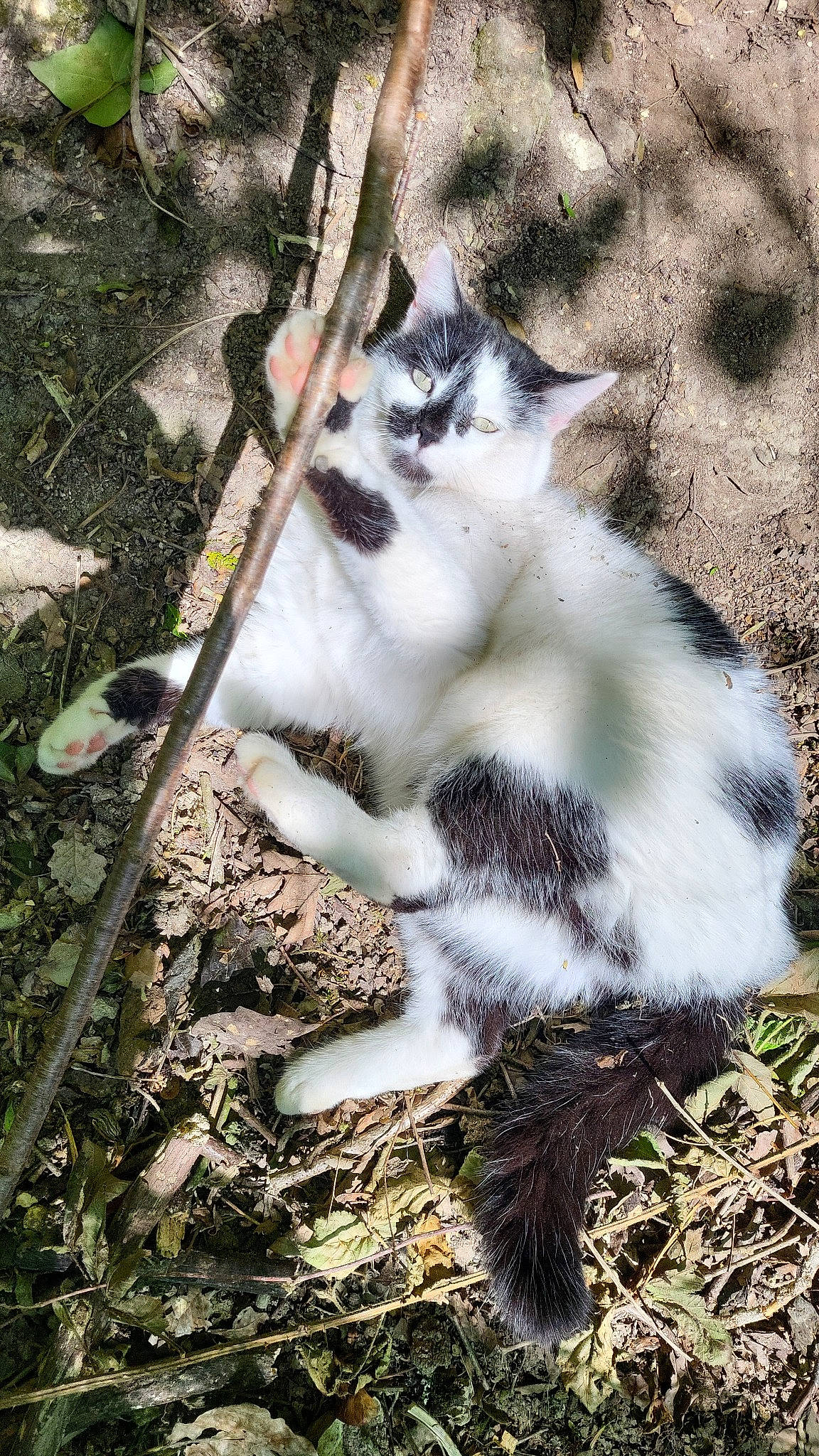 Nala a rejoint le concours — aidez-le/la à gagner de superbes lots ! carnivore, cat, domestic_short_haired_cat, fawn, felidae, fur, grass, natural_material, organism, paw, small_to_medium_sized_cats, snout, soil, tail, terrestrial_animal, twig, whiskers, wildlife, wood