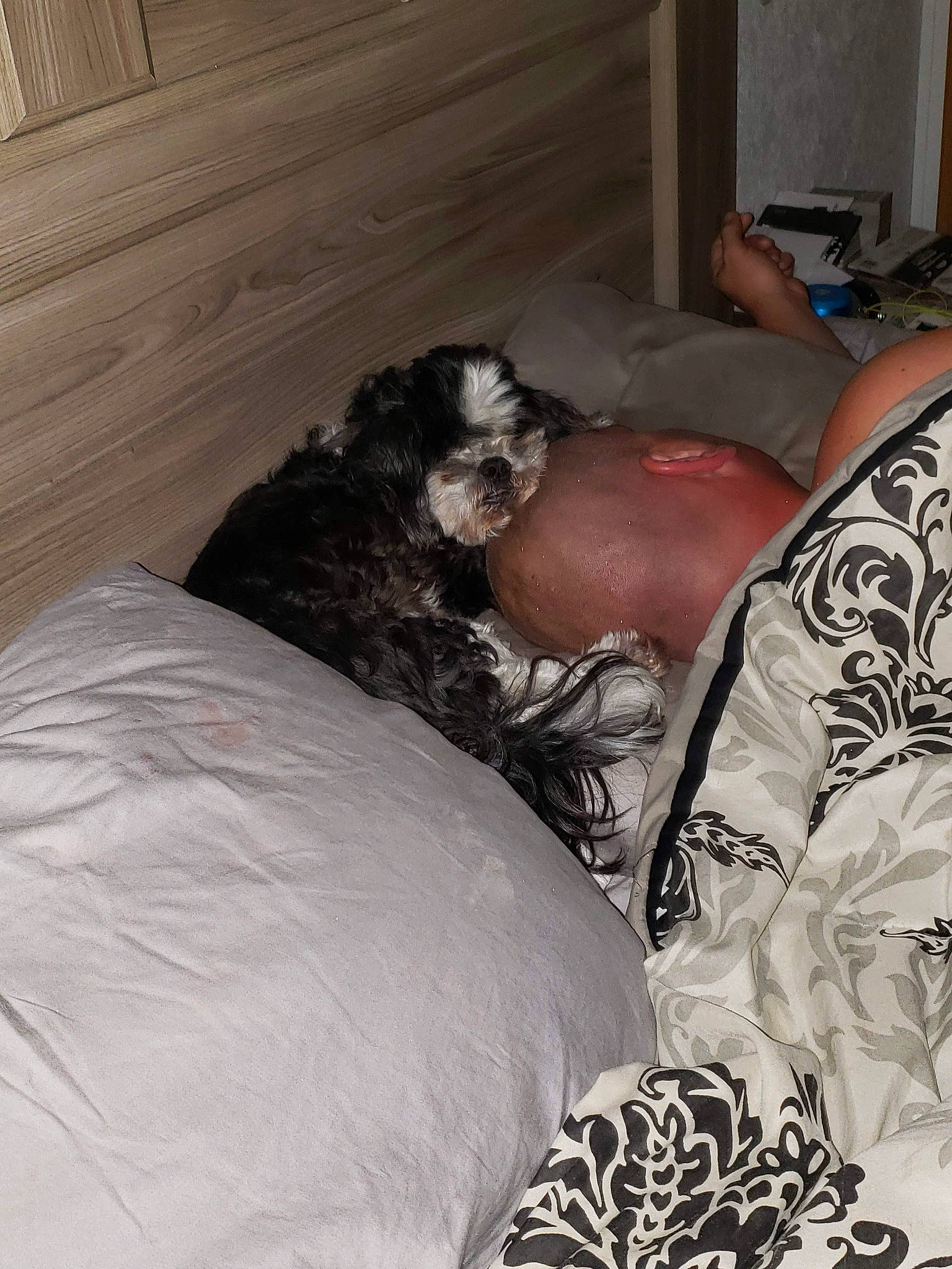 Roscoe joined the competition — help win amazing prizes! bed, bedding, bedroom, black, canidae, carnivore, comfort, companion_dog, couch, dog, dog_breed, felidae, fur, grey, linens, pillow, room, small_to_medium_sized_cats, sporting_group, wood