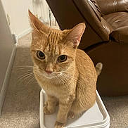 Star is registered to the contest to win money with this photo: cat, orange_cat, ginger_cat, pet, animal, feline, sitting, indoors, living_room, leather_chair, recliner, carpet, white_container, plastic_bin, home, portrait, close_up, whiskers, pointed_ears, alert