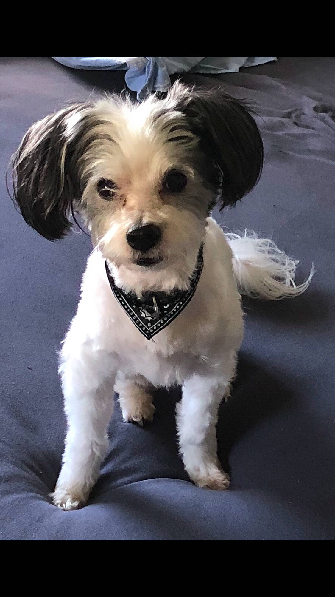 Eden participe au concours pour gagner de l'argent avec cette photo : canidae, carnivore, cavapoo, companion_dog, dog, dog_breed, havanese, kyi_leo, lowchen, maltepoo, maltese, mammal, morkie, poodle_crossbreed, puppy, schnoodle, shih_tzu, snout, sporting_lucas_terrier, vertebrate