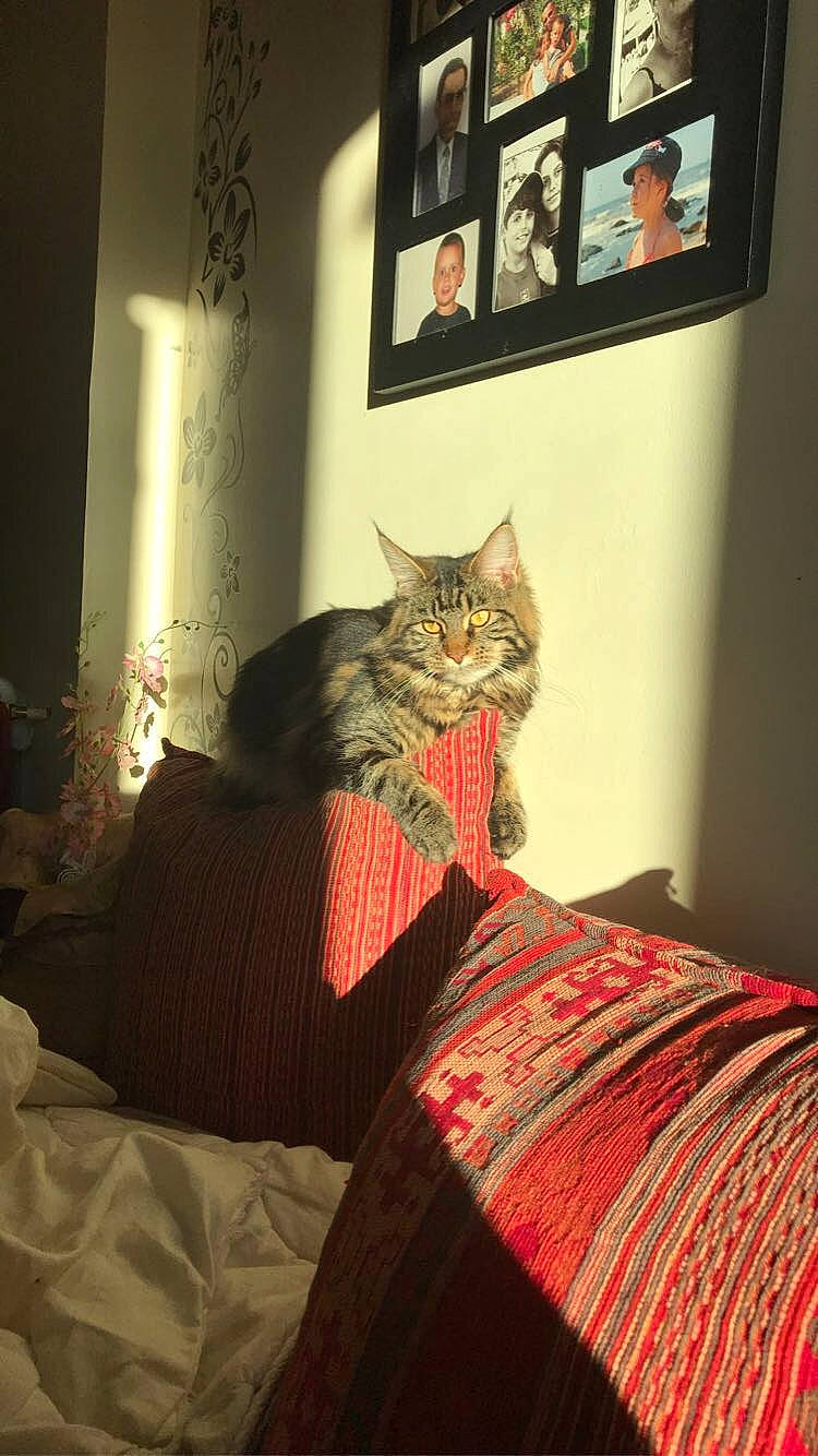 Pucca a rejoint le concours — aidez-le/la à gagner de superbes lots ! asian, bed, bed_sheet, bedroom, carnivore, cat, comfort, felidae, fur, furniture, kitten, linens, pillow, pixie_bob, room, small_to_medium_sized_cats, textile, whiskers