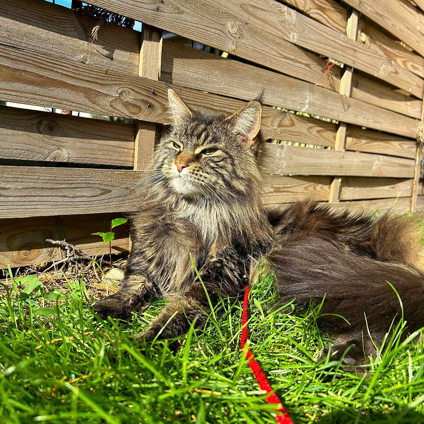 Pucca participe au concours pour gagner de l'argent avec cette photo : accessories, animal, backyard, cat, fence, grass, hardwood, indoors, interiordesign, kitten, lawn, leash, manx, nature, outdoors, pet, plant, strap, wood, yard