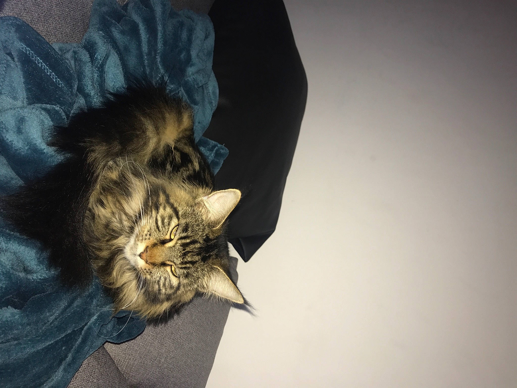 Pucca a rejoint le concours — aidez-le/la à gagner de superbes lots ! carnivore, cat, domestic_long_haired_cat, domestic_short_haired_cat, ear, european_shorthair, felidae, fur, kitten, long_hair, maine_coon, nap, norwegian_forest_cat, pixie_bob, sleep, small_to_medium_sized_cats, tabby_cat, tail, whiskers