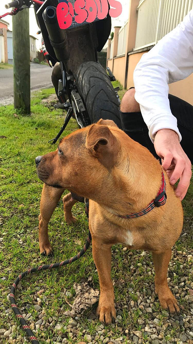 Naya participe au concours pour gagner de l'argent avec cette photo : american_pit_bull_terrier, american_staffordshire_terrier, canidae, carnivore, dog, dog_breed, fawn, mammal, non_sporting_group, perro_de_presa_mallorquin, rare_breed_dog, snout, sporting_group, staffordshire_bull_terrier, tosa, vertebrate