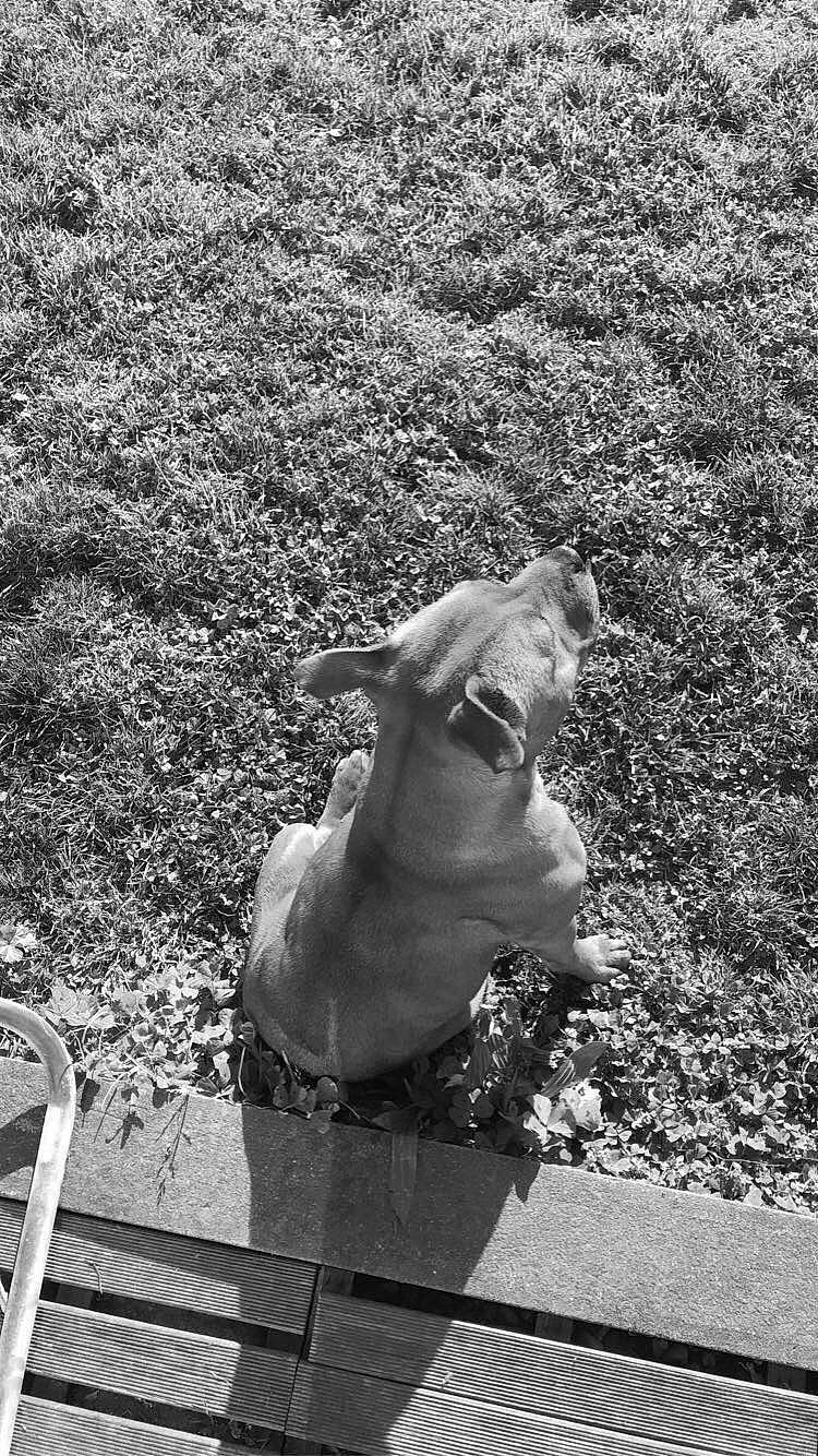 Naya participe au concours pour gagner de l'argent avec cette photo : black_and_white, canidae, carnivore, dog, dog_breed, fawn, monochrome, monochrome_photography, non_sporting_group, snout, sporting_group, statue, style, weimaraner