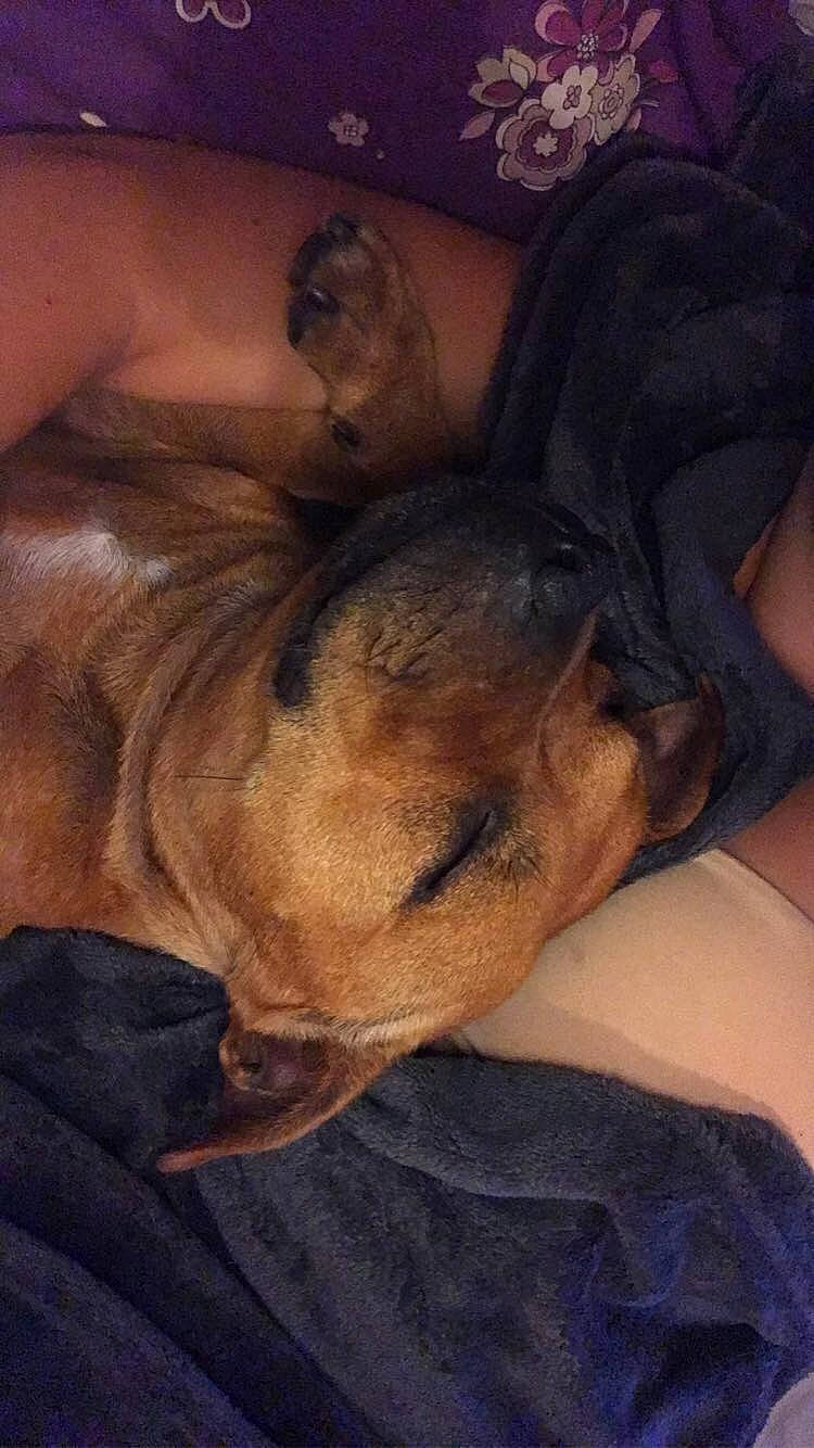 Naya a rejoint le concours — aidez-le/la à gagner de superbes lots ! canidae, carnivore, dog, dog_breed, fawn, nose, snout