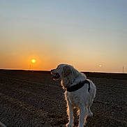 Orka a rejoint le concours — aidez-le/la à gagner de superbes lots ! dog, sunset, outdoor, animal, landscape, field, golden_hour, sky, earth, nature, pet, canine, fur, sun, silhouette, horizon, walking, standing, leash, quiet