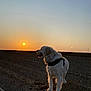 dog, sunset, outdoor, animal, landscape, field, golden_hour, sky, earth, nature, pet, canine, fur, sun, silhouette, horizon, walking, standing, leash, quiet