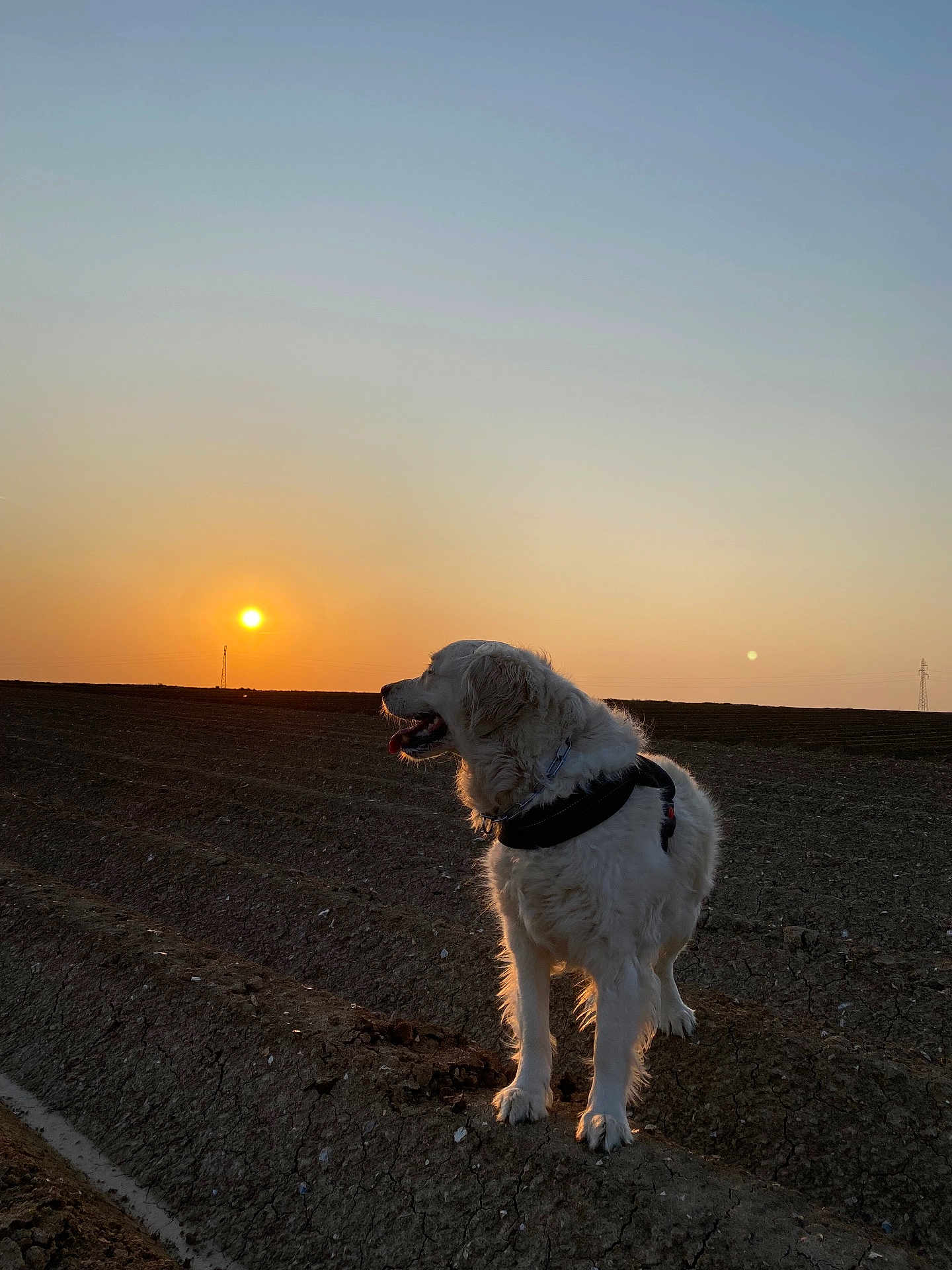 Orka a rejoint le concours — aidez-le/la à gagner de superbes lots ! dog, sunset, outdoor, animal, landscape, field, golden_hour, sky, earth, nature, pet, canine, fur, sun, silhouette, horizon, walking, standing, leash, quiet