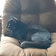 Mikey is registered to the contest to win money with this photo: animal, black_cat, cat, chair, comfort, cozy, cute, domestic, ears, fur, furniture, indoor, mammal, pet, relaxation, resting, side_view, sleeping_position, tail, whiskers