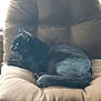 animal, black_cat, cat, chair, comfort, cozy, cute, domestic, ears, fur, furniture, indoor, mammal, pet, relaxation, resting, side_view, sleeping_position, tail, whiskers
