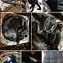 Mikey joined the competition — help win amazing prizes! animal, basket, black_cat, cat, chair, close_up, cozy, curled_up, cushion, feline, fur, home, indoor, paw, person, pet, relaxed, resting, sleeping, whiskers
