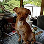 Skippertedkitkat is registered to the contest to win money with this photo: calm, chair, cup_with_straw, daylight, dog, glass_table, house, indoor_outdoor, lighter, magazines, outdoor, pet, plant, relaxed, shed, small_dog, table, tan_dog, white_markings, window