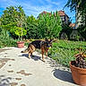 dog, german_shepherd, pet, tennis_ball, garden, outdoor, patio, plants, terracotta_pot, house, trees, blue_sky, sunny, daylight, standing, animal, long_hair, black_and_tan, landscape, backyard