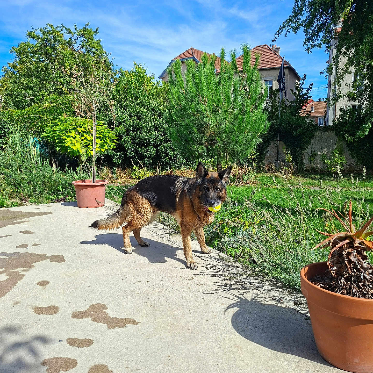 Nikita