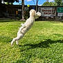 dog, white_dog, jumping, tennis_ball, grass, backyard, sunny, daytime, fence, signs, palm_tree, shadow, outdoor, pet, active, playful, animal, leap, fur, nature