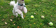 Peanut is registered to the contest to win money with this photo: dog, white_dog, tennis_ball, grass, yard, jumping, playful, outdoor, pet, animal, pool, garden_statue, greenery, fence, summer, fun, active, small_dog, collar, leisure