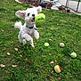dog, white_dog, tennis_ball, grass, yard, jumping, playful, outdoor, pet, animal, pool, garden_statue, greenery, fence, summer, fun, active, small_dog, collar, leisure