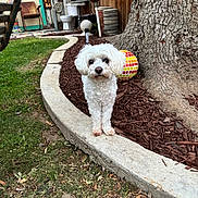 Peanut is registered to the contest to win money with this photo: dog, white_dog, curved_concrete, tree, mosaic_ball, garden, yard, grass, mulch, outdoor, pet, fence, wooden_fence, decorations, chair, toilet, rustic, small_dog, fluffy, animal