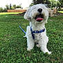 dog, white_dog, grass, outdoor, tree, greenery, harness, water_bowl, happy, tongue_out, pet, park, sunny, leash, playful, animal, nature, canine, daytime, background