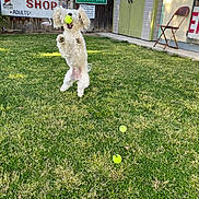 Peanut is registered to the contest to win money with this photo: dog, white_dog, tennis_ball, grass, yard, fence, sign, barber_shop_sign, chair, shed, playful, jumping, pet, outdoor, sunlight, summer, fluffy, canine, fun, active