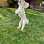 dog, white_dog, grass, backyard, tennis_ball, jumping, playful, sunlight, tree, fence, pet, outdoor, animal, canine, motion, active, summer, nature, fun, happy