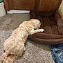 dog, pet_bed, carpet, indoor, brown, light_fur, resting, empty_bed, jeans, wooden_cabinet, household_items, floor, furniture, cozy, relaxing, domestic, companion_animal, sleeping, curled_tail, side_view