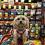 dog, shopping_cart, blanket, supermarket, packaged_meat, hot_dogs, red_harness, curious_expression, pet, indoor, aisle, food_packages, colorful_blanket, small_dog, fur, store_shelf, price_tags, grocery_store, pet_in_cart, animal