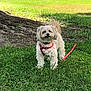 dog, grass, tree, outdoor, pet, canine, nature, leash, harness, park, animal, greenery, sunlight, fur, small_dog, cute, alert, daylight, walking, companion