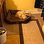 dog, pet_bed, carpet, floor, wooden_cabinet, bucket, tile_floor, wall, plaid_shirt, clothing, indoor, small_dog, furniture, brown, beige, cozy, household, animal, resting, curious
