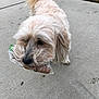 dog, pet, outdoor, sidewalk, concrete, treat, plastic_wrapper, fluffy, light_colored, animal, canine, fur, walking, grass, tail, mouth, close_up, daylight, nature, cute