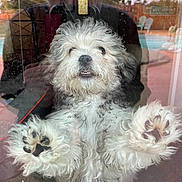 Kokomo is registered to the contest to win money with this photo: dog, fluffy, curly_hair, paw, glass_door, reflection, indoor, outdoor, pool, person_reflection, cute, pet, animal, waiting, nose, teeth, window, expression, home, daylight