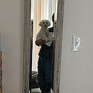 Kokomo joined the competition — help win amazing prizes! mirror, dog, person, indoor, vertical_blinds, white_dog, holding, reflection, rustic_mirror, furniture, sign, wall, casual, cozy, home, vertical, window_covering, pet, blurred_background, standing