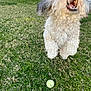 dog, grass, tennis_ball, jumping, outdoor, pet, yard, fence, playful, white_dog, curly_fur, animal, mouth_open, excited, sunlight, greenery, toy, active, summer, fun