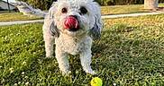 Kokomo is registered to the contest to win money with this photo: animal, curly_fur, cute, daytime, dog, ears, grass, greenery, happy, nature, outdoor, park, pet, playing, small_dog, sunny, tennis_ball, tongue_out, walking_path, white_dog