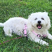 Sugar is registered to the contest to win money with this photo: dog, white_dog, small_dog, fluffy, pet, grass, outdoor, happy, leash, harness, smiling, canine, nature, playing, cute, animal, summer, resting, park, friendly