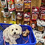 dog, shopping_cart, pet_store, dog_treats, packaging, shelf, pet_food, white_dog, leash, pet_accessories, store_interior, blue_cart, plastic_cart, curly_fur, small_dog, animal, retail, price_tags, waiting, pet_shopping