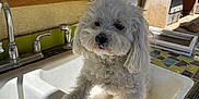 Sugar is registered to the contest to win money with this photo: dog, white_dog, curly_fur, sink, outdoor_kitchen, watering_can, shelf, window, sunlight, shadow, ceramic_snail, brush, rustic, household_items, tile_counter, green_paint, old_sink, pet, cute, animal