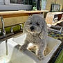 Sugar is registered to the contest to win money with this photo: dog, white_dog, curly_fur, sink, outdoor_kitchen, watering_can, shelf, window, sunlight, shadow, ceramic_snail, brush, rustic, household_items, tile_counter, green_paint, old_sink, pet, cute, animal